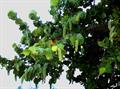Sea Grape 